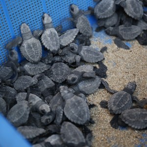 Pacific Rescue - San Pancho Turtle