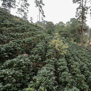 Hacienda Sonoara - Honey / Natural