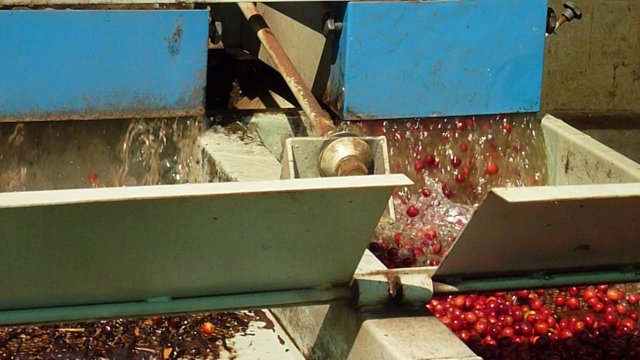Coffee cherry separation - India - 2012 harvest