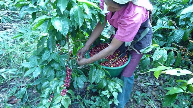 Coffee picking - Guatemala - 2010 harvest